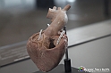 VBS_2883 - Cuore. Valvole cardiache - Mostra Body Worlds
